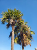 South Carolina 6'x10' Feet 2 Ply Spun 600D Polyester Embroidered State Flags Heavy Duty Brass Grommets